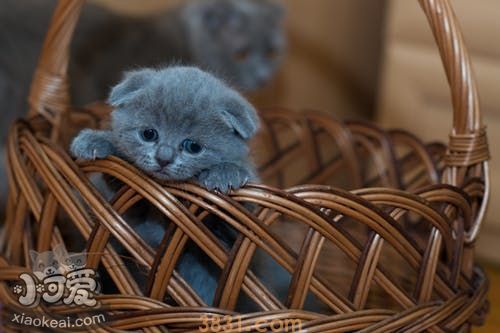 小猫随地大小便怎么办(图2)