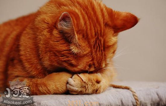 猫大便健康对比表(图1)