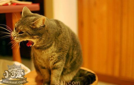 猫传腹症状初期症状(图3)
