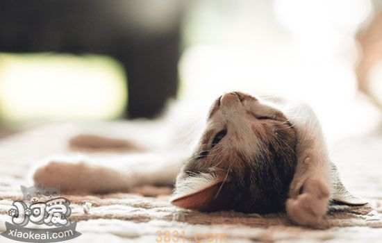 猫踩奶被子是什么意思(图2)