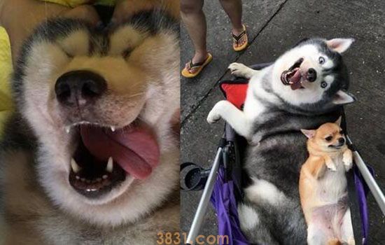 哈士奇为什么这么调皮 是因为天性吗(图1)