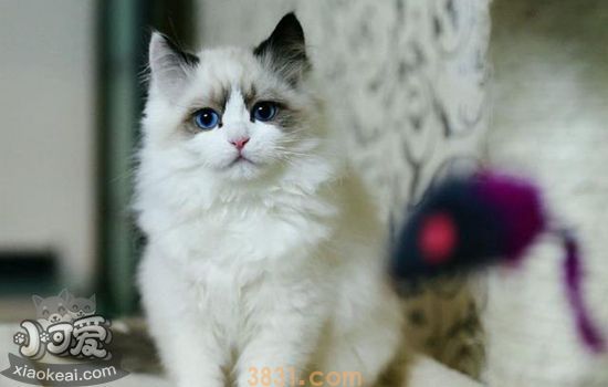 猫不打疫苗可以吗(图2)