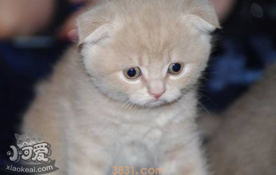 猫不打疫苗可以吗(图1)