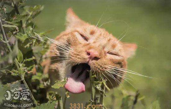 猫薄荷多大的猫能吃(图1)