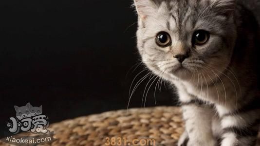 猫咪最害怕什么(图3)