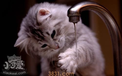 猫咪最害怕什么(图2)