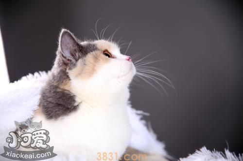 养猫有哪些注意事项(图1)