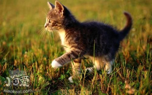 猫咪最害怕什么(图4)