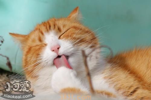 养猫有哪些注意事项(图4)