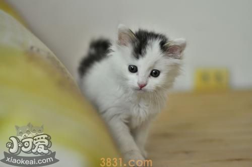 养猫有哪些注意事项(图3)