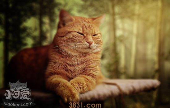 猫呛到了怎么办(图1)