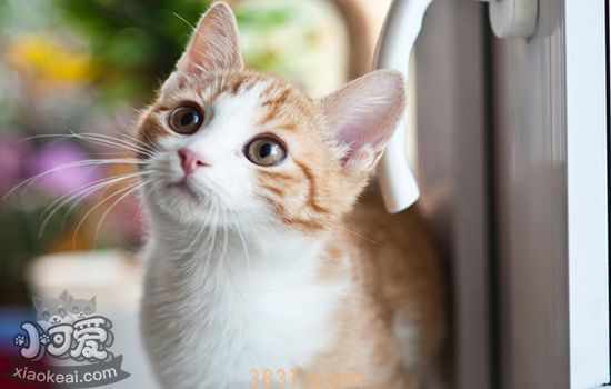 猫尿血怎么办(图1)