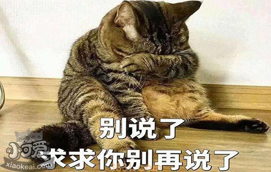 猫尿过的被子还能用吗(图3)
