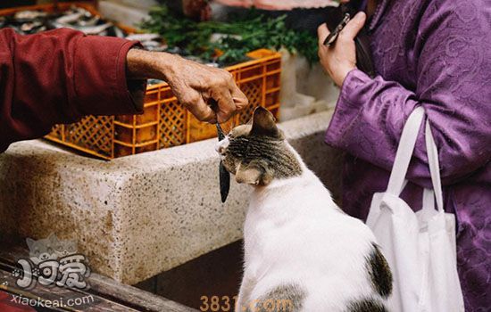 猫能吃生蚝吗(图2)