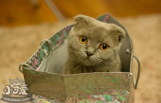 家里到处都是猫毛怎么办(图1)