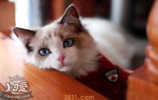 猫咪受到惊吓什么症状(图1)