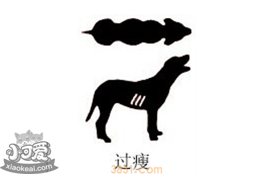如何判断狗狗胖不胖 一看二摸就能看出狗狗是不是肥胖(图1)
