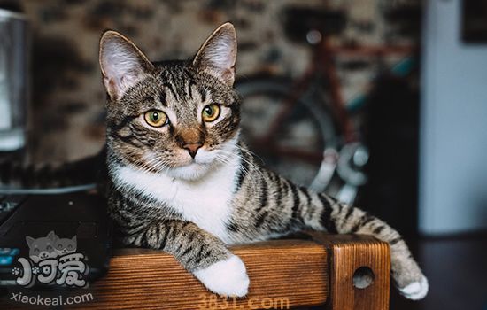 猫咪手术后苏醒的过程(图1)
