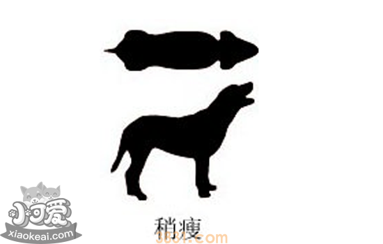 如何判断狗狗胖不胖 一看二摸就能看出狗狗是不是肥胖(图2)