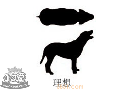 如何判断狗狗胖不胖 一看二摸就能看出狗狗是不是肥胖(图3)