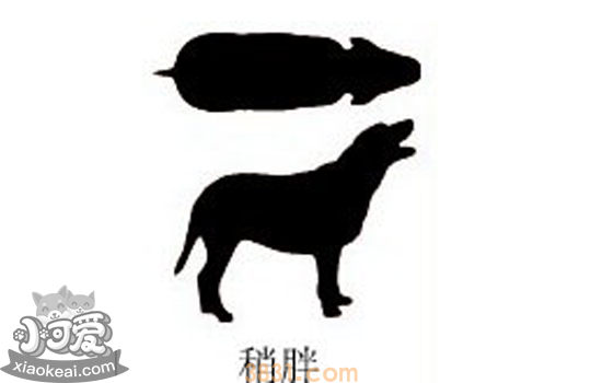 如何判断狗狗胖不胖 一看二摸就能看出狗狗是不是肥胖(图4)
