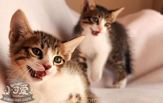 猫咪尿闭的几个原因(图1)