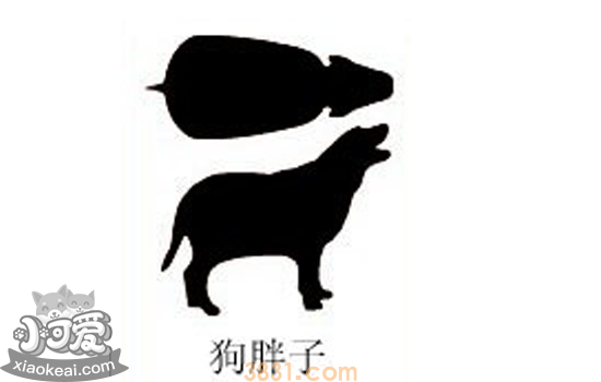 如何判断狗狗胖不胖 一看二摸就能看出狗狗是不是肥胖(图5)