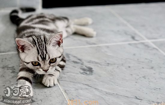 猫咪没打疫苗能绝育吗(图2)