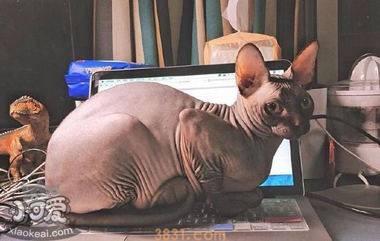 猫流产了怎么办(图2)