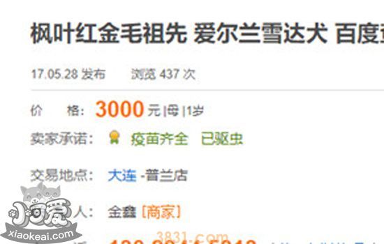 枫叶红金毛是纯种吗 双血统金毛里有枫叶红金毛吗?(图8)