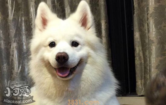 什么渠道买狗比较好 各买狗渠道的优劣势及风险指数分析(图1)