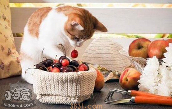 猫可以吃菠萝吗(图2)