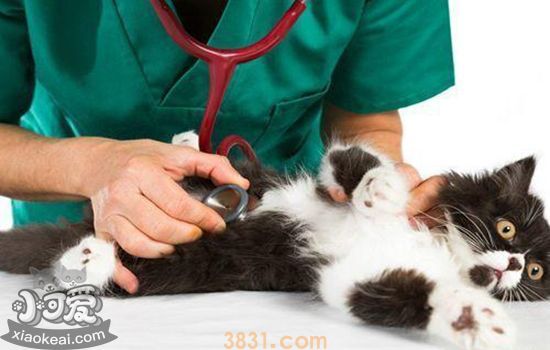 猫结膜炎用什么眼药水(图1)