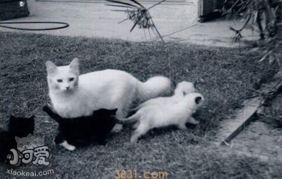 流浪猫吃火腿肠吗(图2)