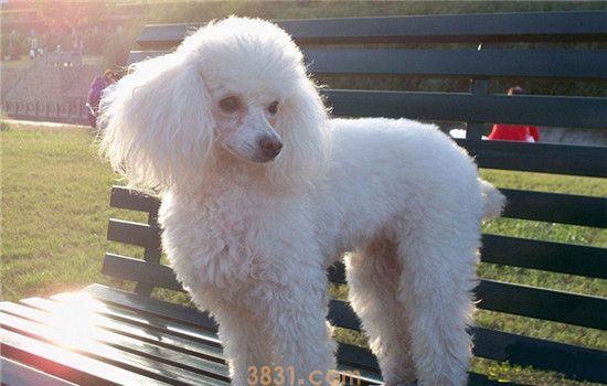 如何选购贵宾犬 选购贵宾犬要注意什么(图1)
