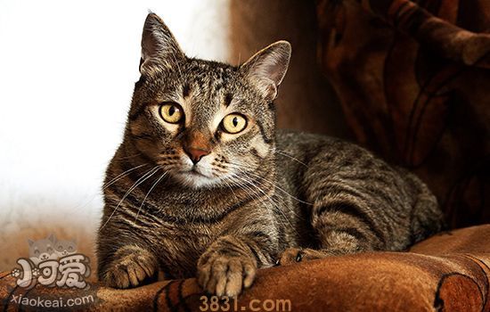 猫受伤了怎么处理伤口(图1)