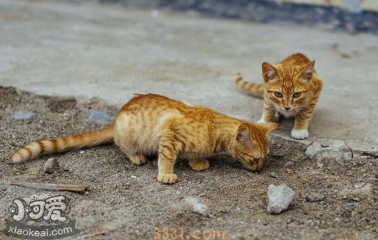 猫受伤了怎么处理伤口(图2)