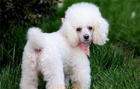 如何选购贵宾犬 选购贵宾犬要注意什么(图2)