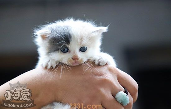 猫生产过程中怎么护理(图1)