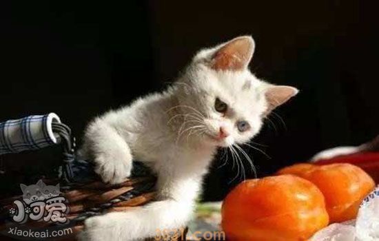 猫呕吐拉稀是什么情况(图1)