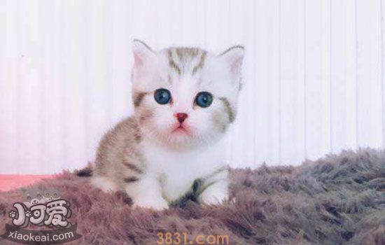 猫咪吃撑了的症状(图1)