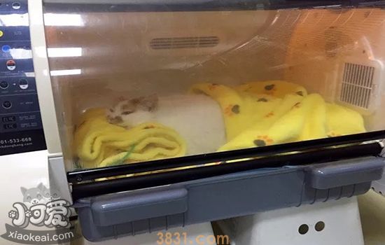 猫咪安乐死过程(图1)