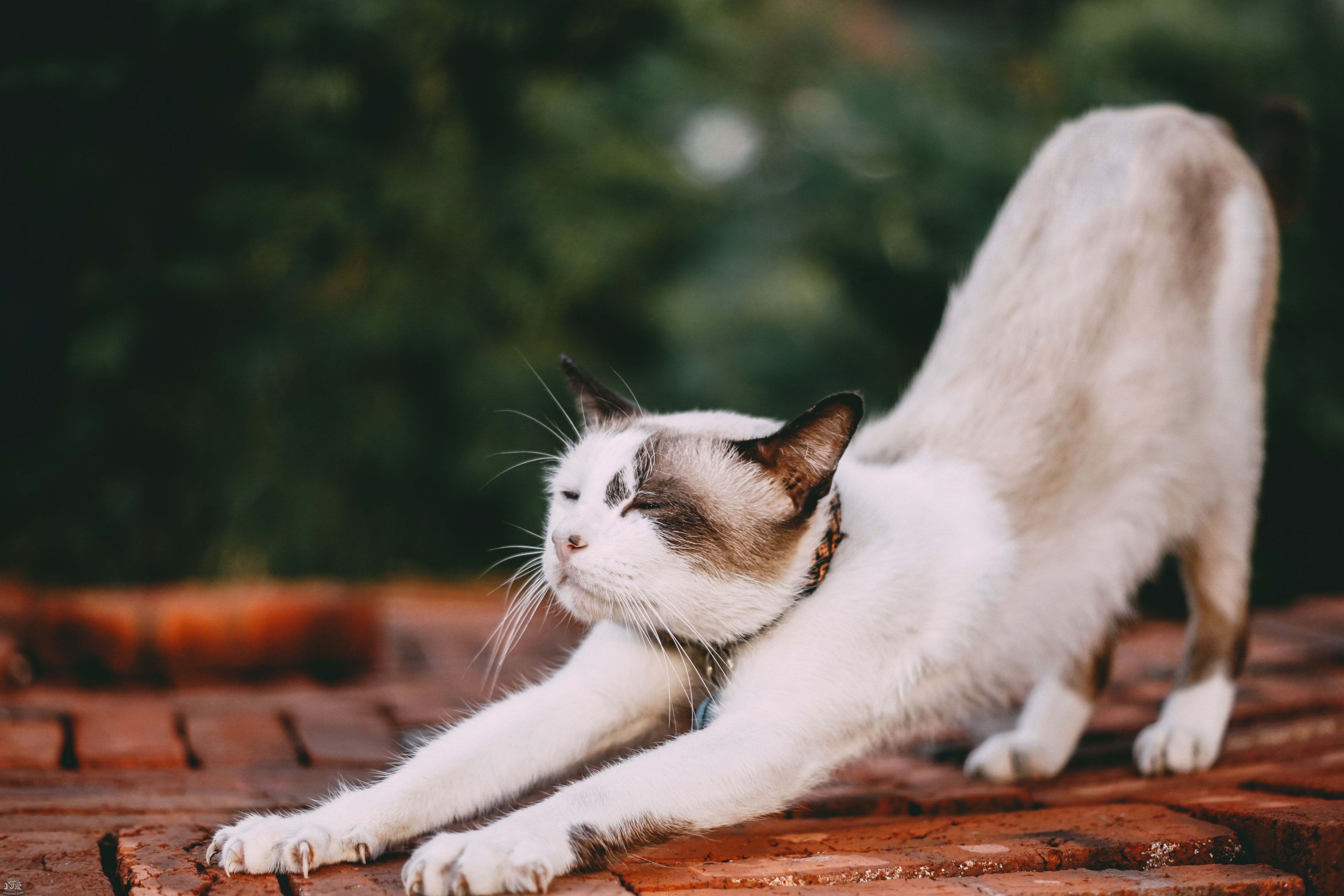 猫打疫苗的顺序 猫怎么打疫苗(图1)