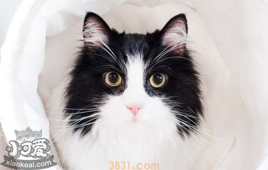 猫打喷嚏有鼻涕喷出来(图1)