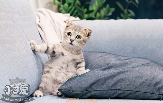 猫乱撒尿怎么教训 小猫乱撒尿怎么教训(图2)