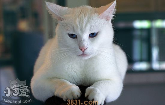 怎么清除肺里的猫毛(图1)