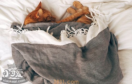 抱猫姿势全攻略 愉快撸猫必看(图1)