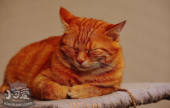 猫咪流产要怎么处理(图3)