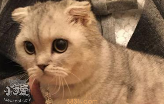 猫绦虫博来恩能驱虫么 感染绦虫该怎么办(图1)