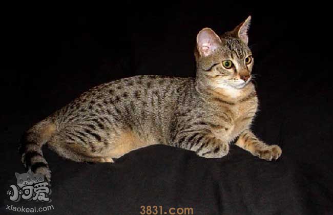 猫绦虫博来恩能驱虫么 感染绦虫该怎么办(图2)
